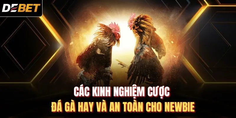 Các kinh nghiệm cược đá gà hay và an toàn cho newbie